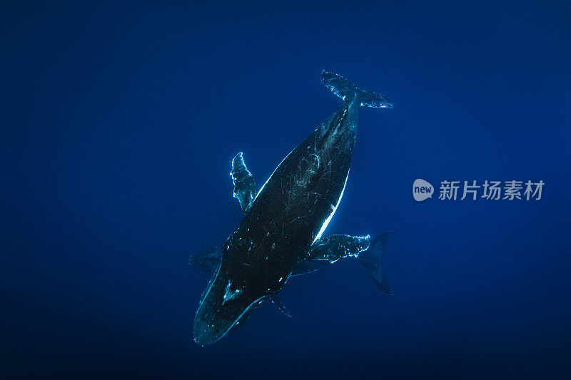 在清澈湛蓝的太平洋中，带着幼崽的座头鲸在水面下游泳