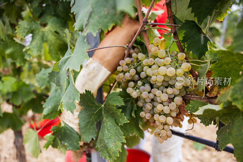 葡萄酒的葡萄收获:意大利的vendemmia葡萄园