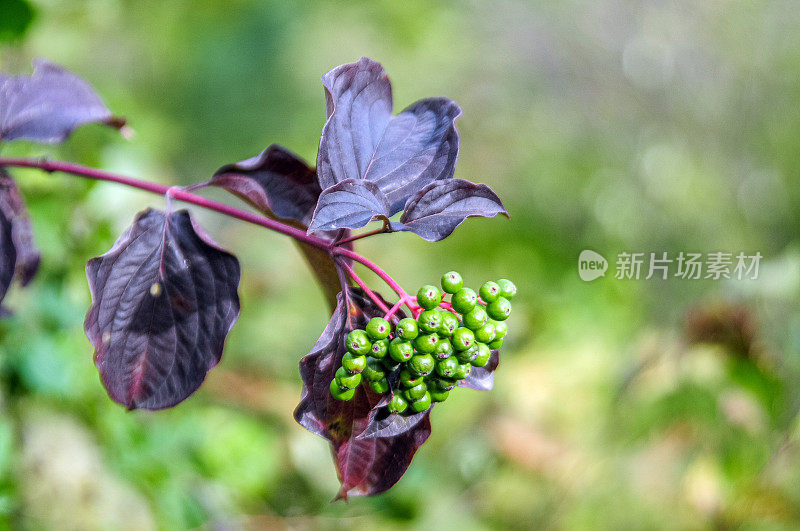 山茱萸，山茱萸