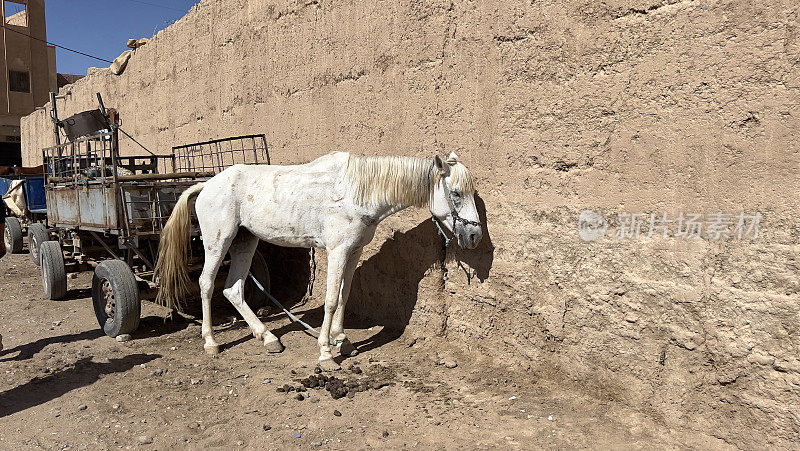 IMG_4708⁨瘦白马，Rissani⁩，⁨摩洛哥