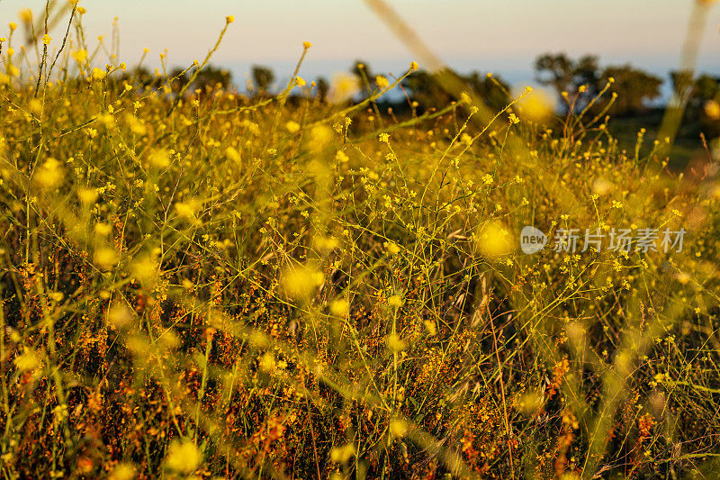 在南加州的山上发现的本地树叶和野花