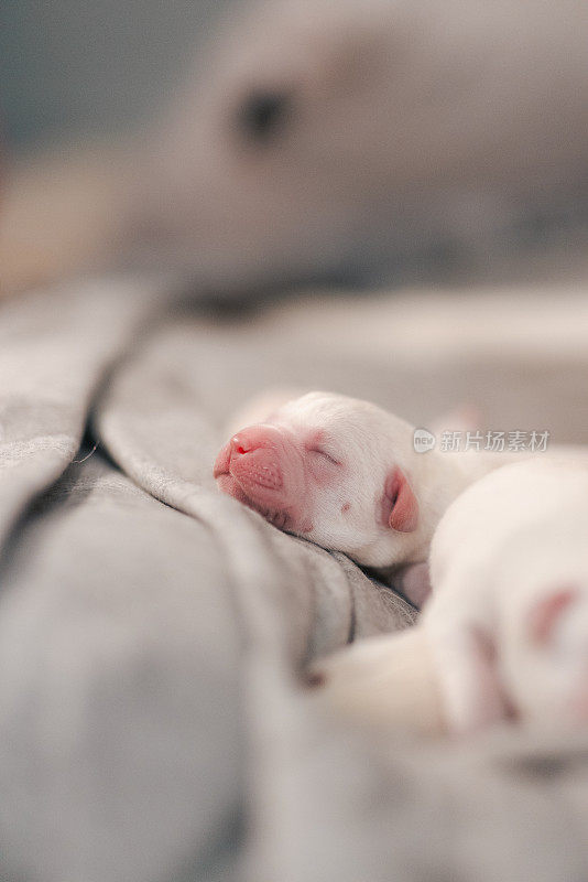 新生的白色拉布拉多犬躺在毯子上睡觉
