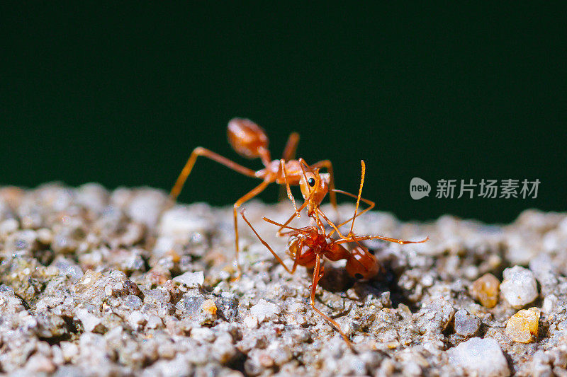 一只蚂蚁在砾石表面和黑暗的背景。