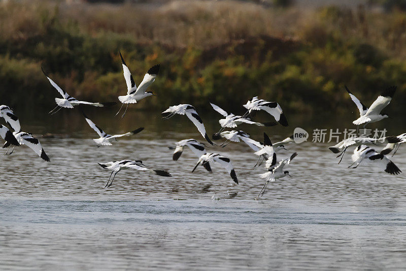 斑驳的avocet