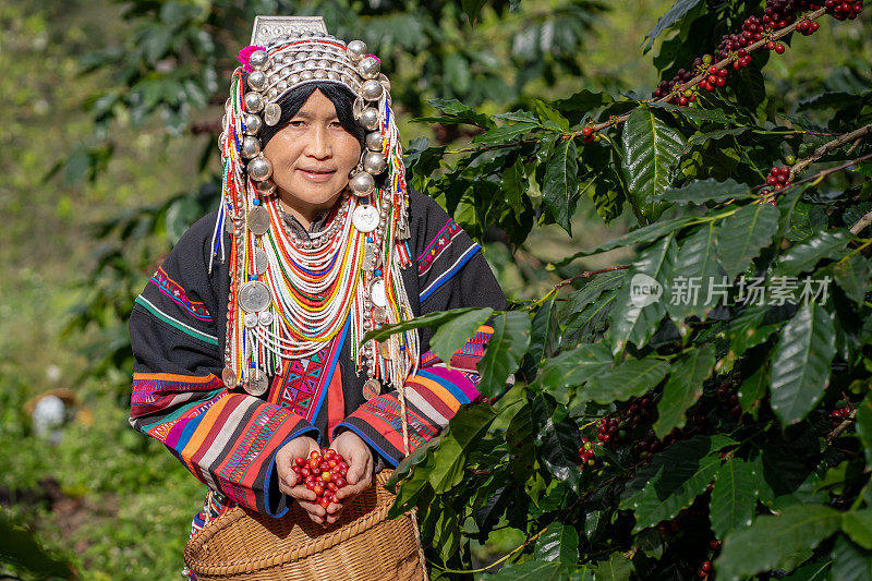 泰国清莱省高地，一位种植咖啡豆的农民手中的阿拉比卡咖啡豆的特写镜头。