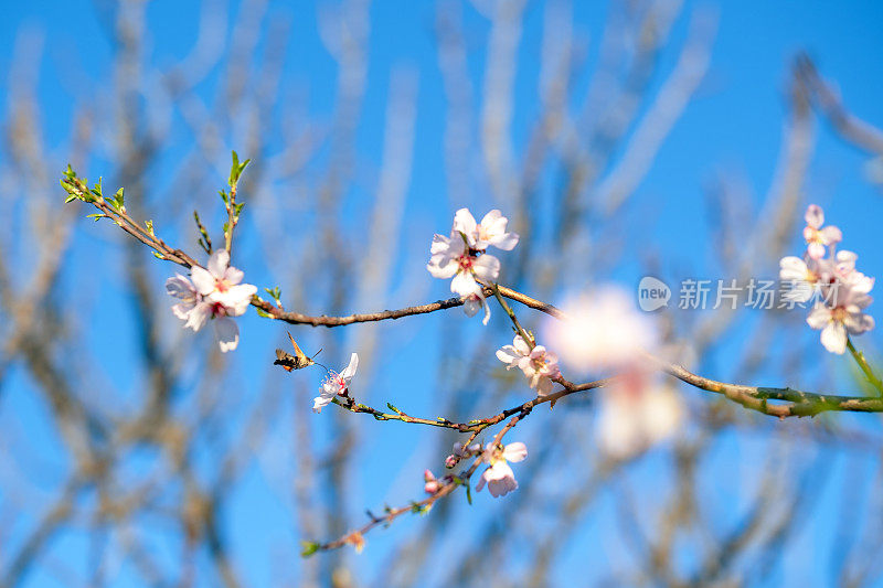 欧亚蜂鸟在阳光明媚的日子里从杏花上采集花蜜