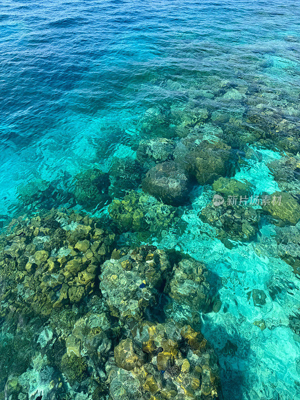 马尔代夫浅水泻湖水域的热带珊瑚礁