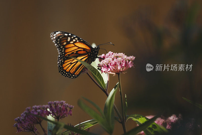 帝王蝶喝花蜜