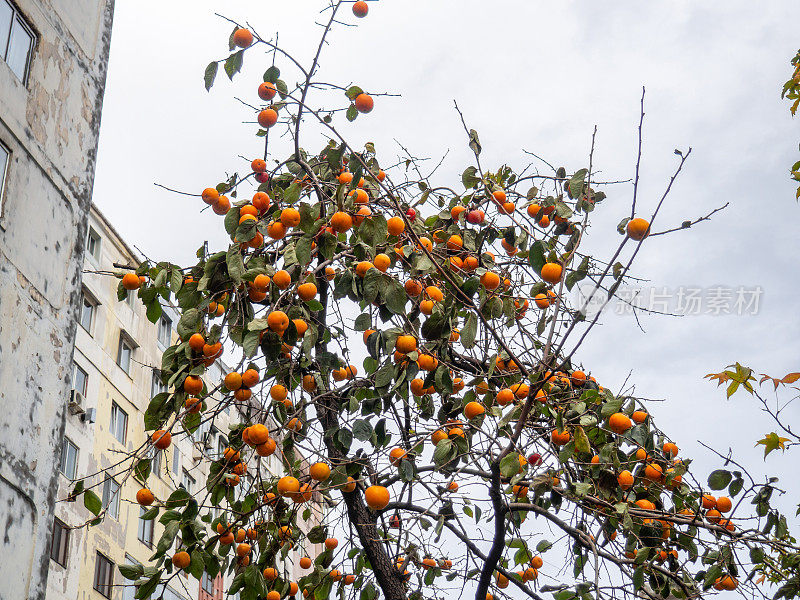 柿子树上的果实映衬着灰蒙蒙的秋日天空。南方城市的丰收。水果在城市里生长。