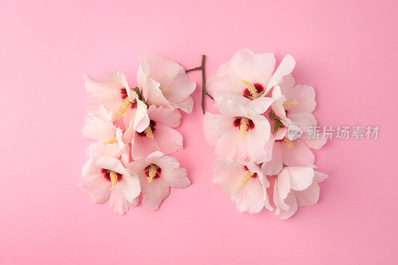 人的肺由粉红色背景上的白花构成，平躺着