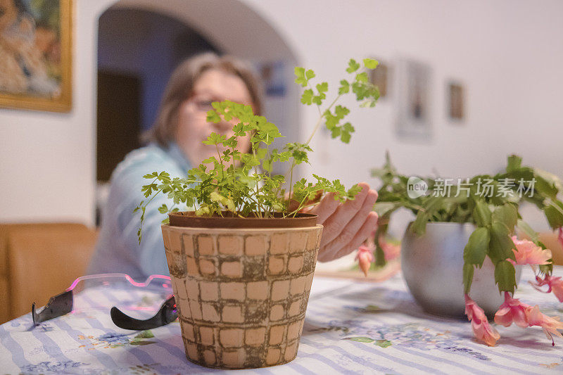 老年妇女喜欢照顾室内植物