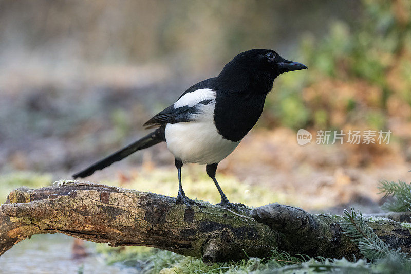 欧洲喜鹊(异食癖)