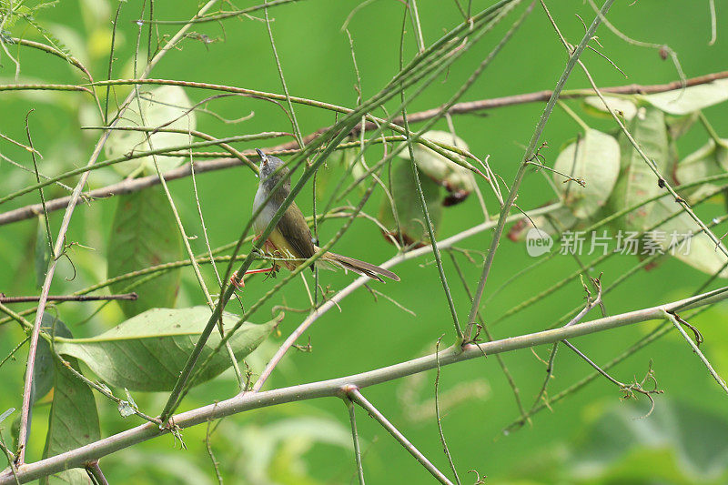 鸟儿栖息在树枝上