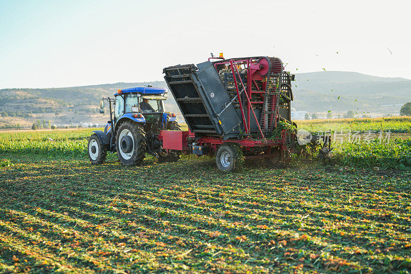 农民在农田的甜菜地里用拖拉机收割甜菜