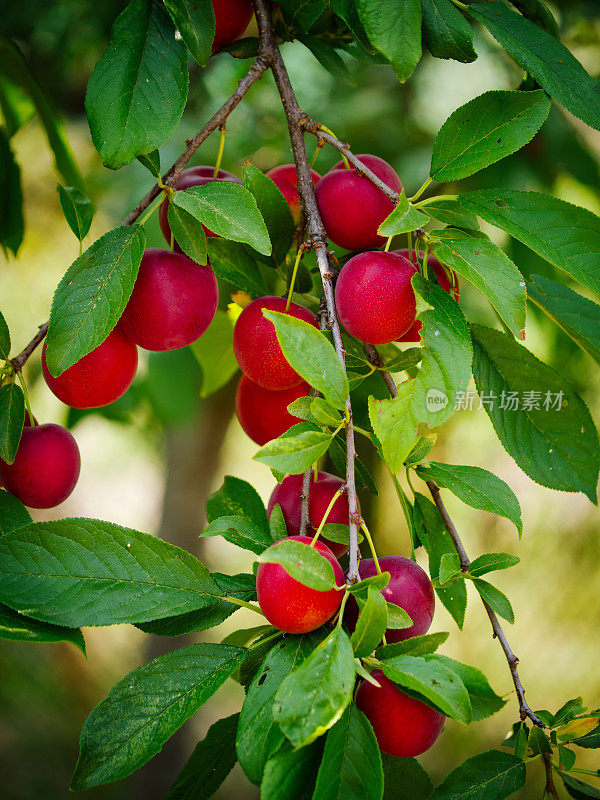 色彩鲜艳的樱桃梅子在葱郁的绿叶中挂在树枝上。理想的花园或果园主题的视觉效果。