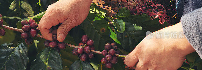 横幅手收获红色种子在篮子罗布斯塔阿拉比卡植物农场。咖啡植物农场(特写)妇女双手收割生咖啡豆。成熟的红莓植物新鲜的种子咖啡树生长与复制空间