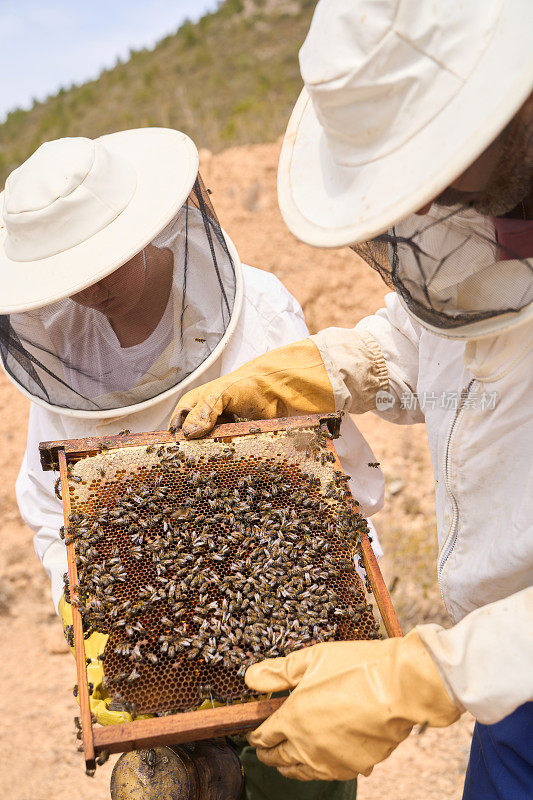 两个养蜂人正在一起从蜂箱中提取蜂蜜