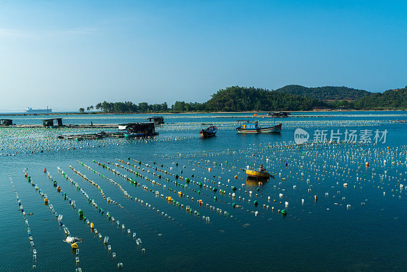 在江丰湾饲养牡蛎和贻贝