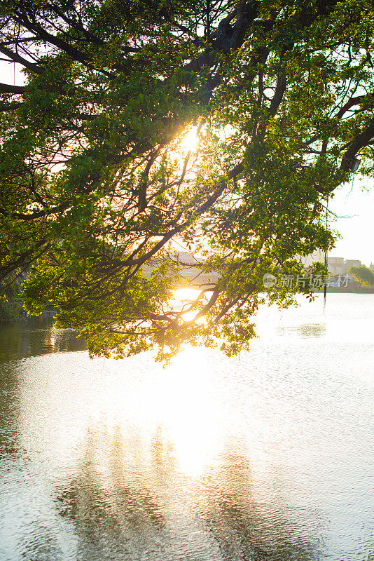 夕阳下的榕树和湖面