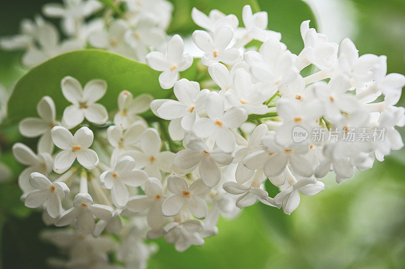 丁香花靠近背景