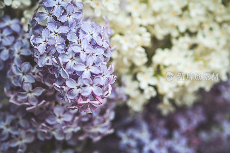 丁香花靠近背景