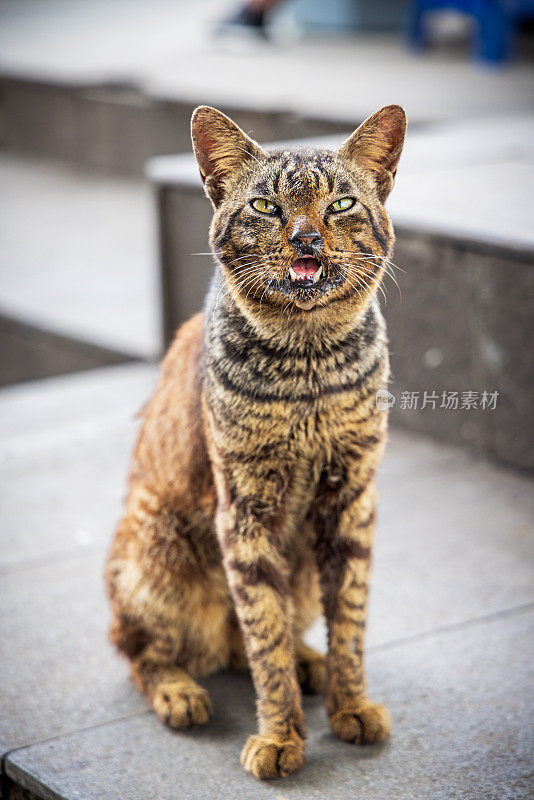 虎斑猫咄咄逼人地看着摄影师