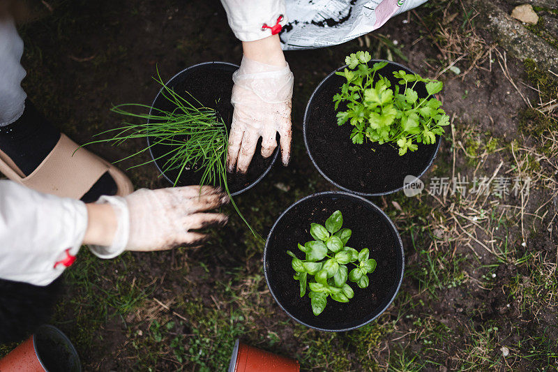 种植草药:一个无法辨认的女人在家里种植的手，特写