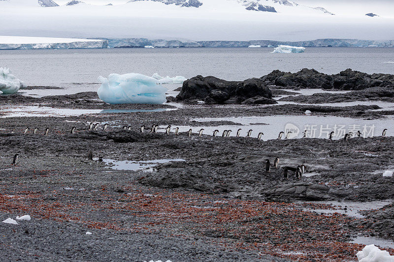 南极半岛布朗崖的企鹅，第一部分