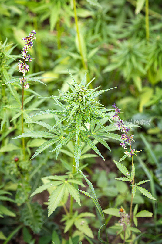 大麻CBD大麻植物田