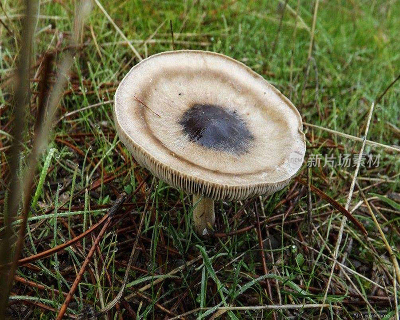 黑素霉是一种鲜为人知的腐生真菌属，传统上被归为口蘑科。
