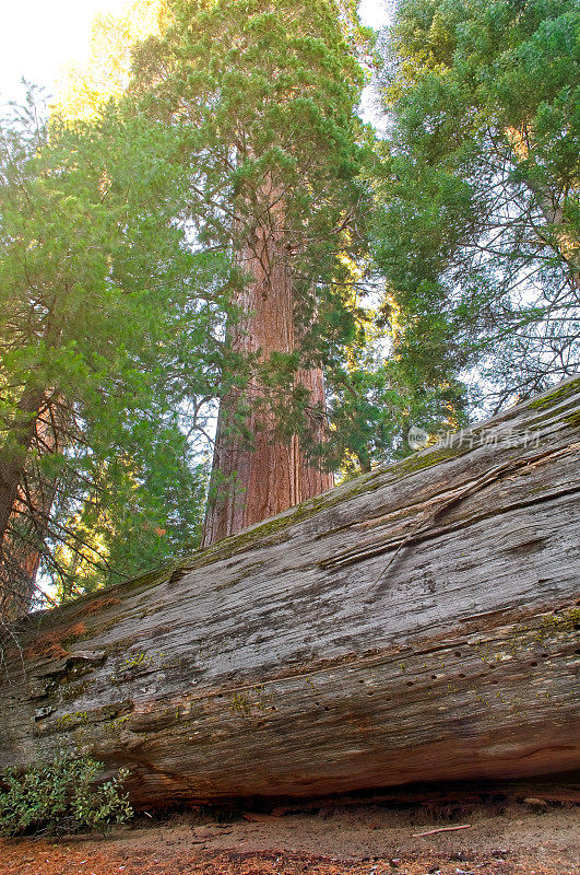 强大的和失败的，一个巨大的红杉的概念形象一个倒下，一个站在高大和骄傲
