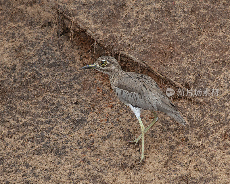 水Thick-Knee,博茨瓦纳