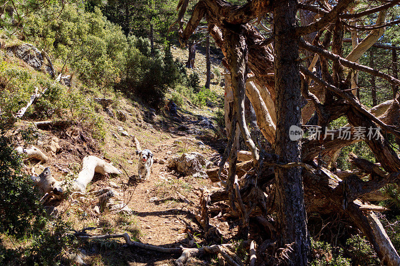 英国塞特犬在山林中奔跑