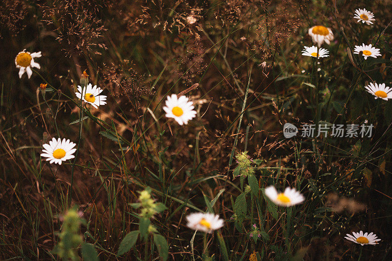 秋天长满雏菊的草地