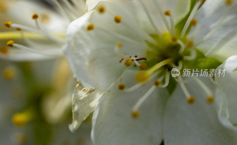 春天的苹果花特写