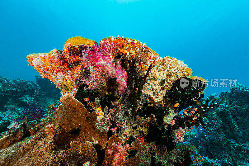 大驼峰珊瑚下令人难以置信的色彩和生物多样性，德国海峡附近，帕劳，密克罗尼西亚