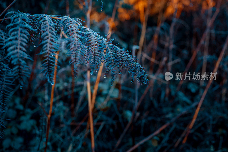 蕨类植物上的雨滴