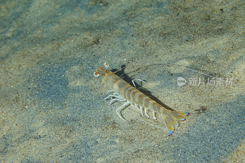 海洋生物虾水生生物水下地中海水肺潜水员的观点。又名:虾虾，褐家鼠，虾虾科，挪威龙虾。