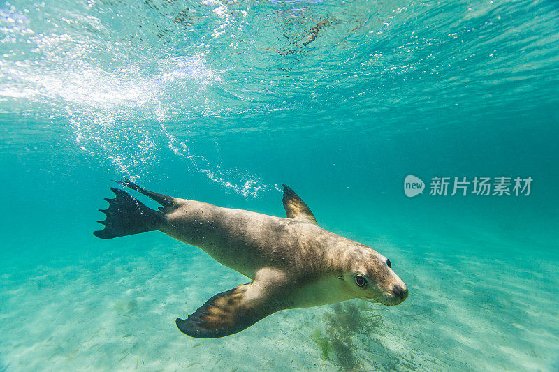 在阳光明媚的日子里，在清澈的浅水里，嬉戏的海狮或海豹的特写