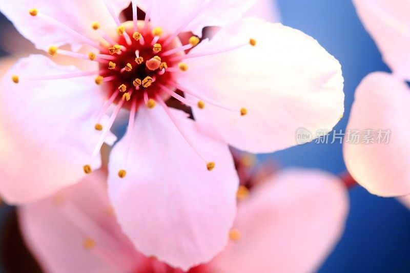 粉红色的樱花树开花-樱花