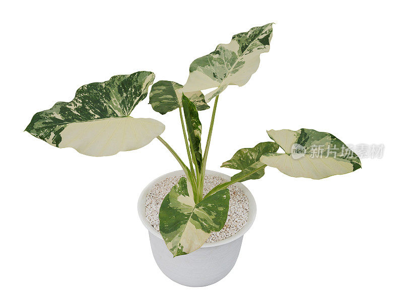 热带树叶植物龙葵的杂色叶子流行的热带雨林室内植物生长在白色花盆，绿色杂色叶子图案在白色背景