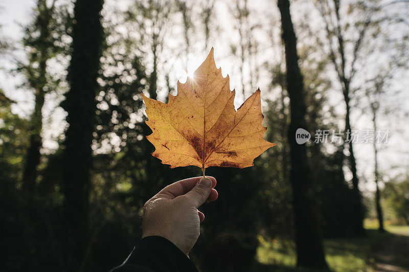 手握一片秋叶