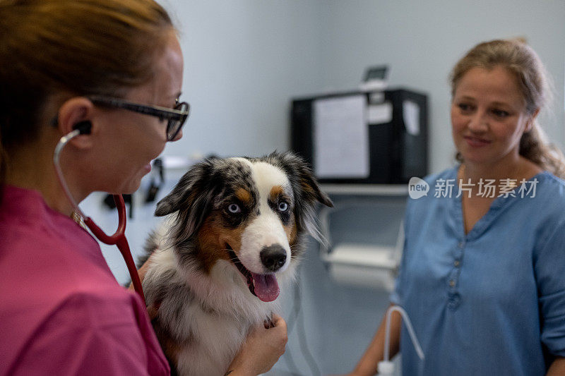 兽医正在给狗狗做检查。