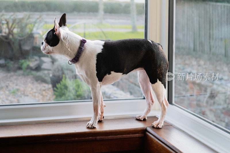一只波士顿梗犬站在窗台上望着窗外。