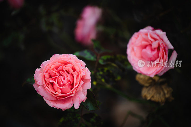粉红玫瑰花园