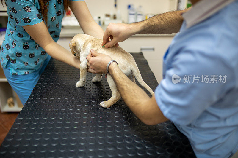 一只拉布拉多犬正在接受兽医的检查和注射疫苗