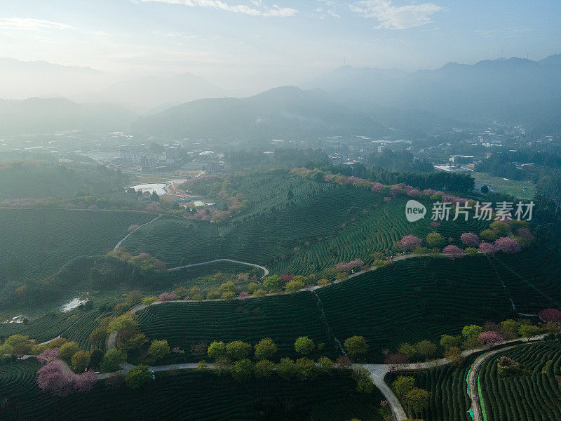 樱桃有机茶山鸟瞰图