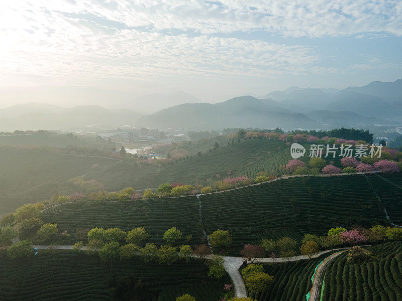 樱花茶山鸟瞰图