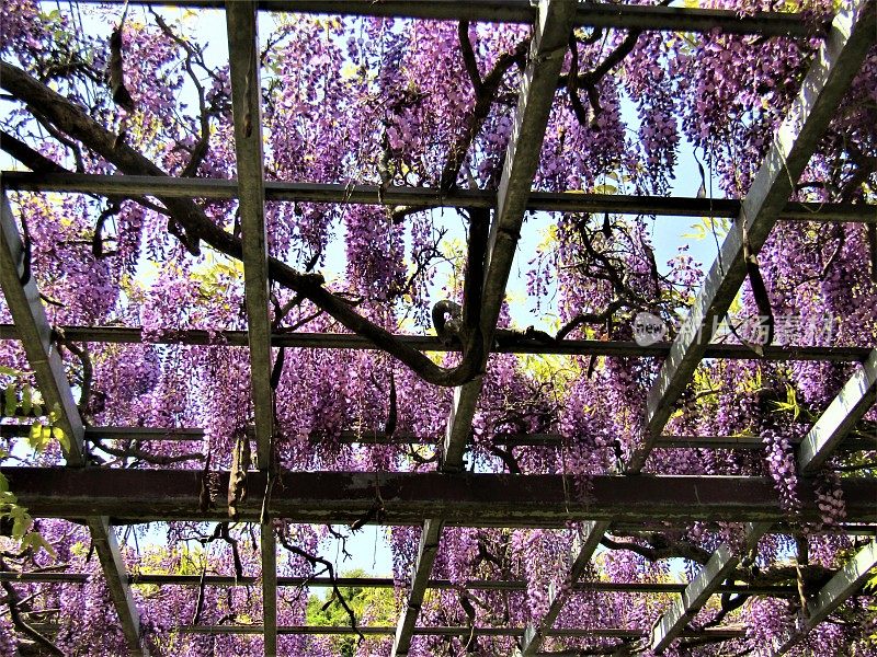日本。4月。紫藤开花。