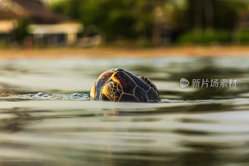 绿海龟在海洋中露出水面的特写